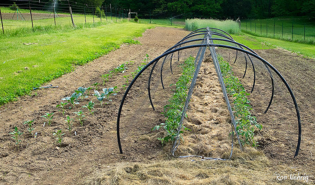 Garden - Photo by Ron Nehrig on Flickr https://www.flickr.com/photos/ronnehrig/sets