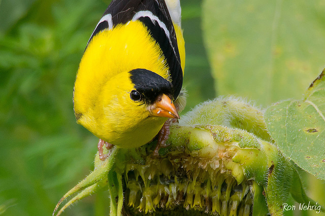 Enjoying sweet sunflower seeds - Photo by Ron Nehrig on Flickr https://www.flickr.com/photos/ronnehrig/sets