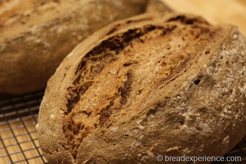 66-percent-sourdough-rye_1951_thumb4