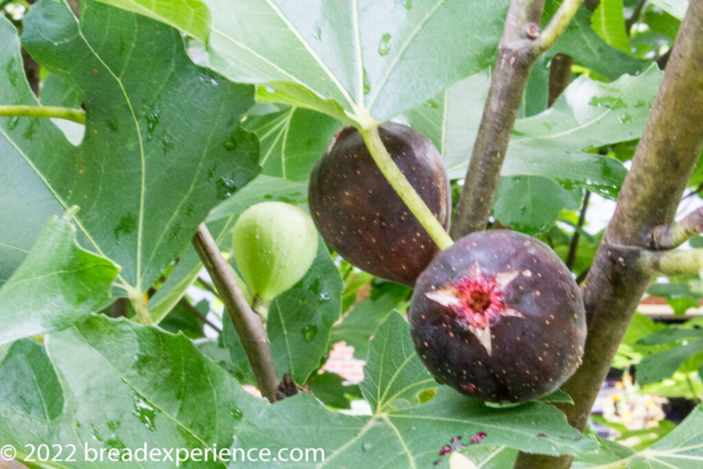 ripe figs on the tree ripe figs on the tree