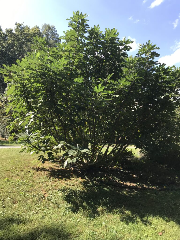 Fig tree after harvest