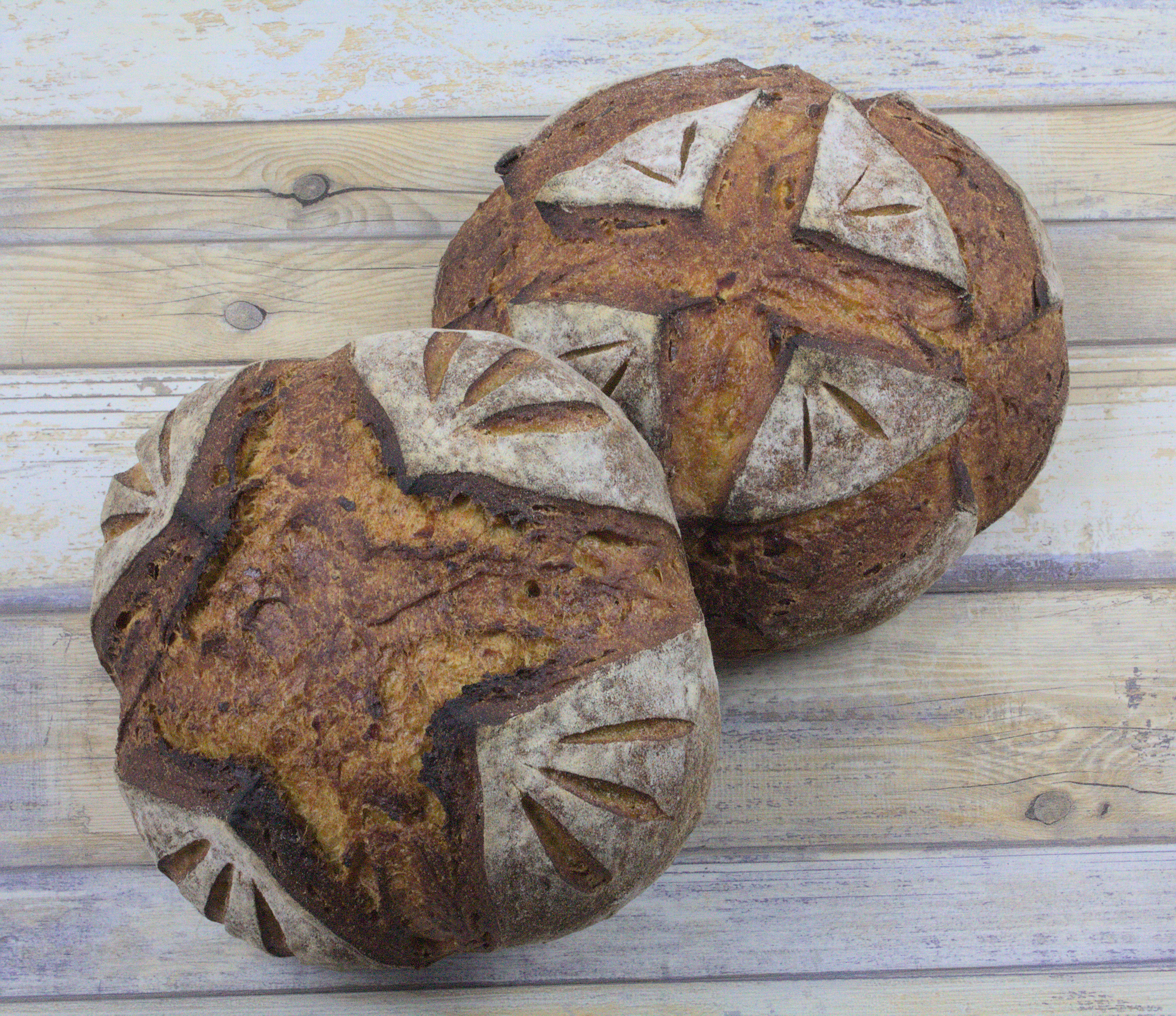 Sourdough Artisan Sweet Potato Asiago Loaves