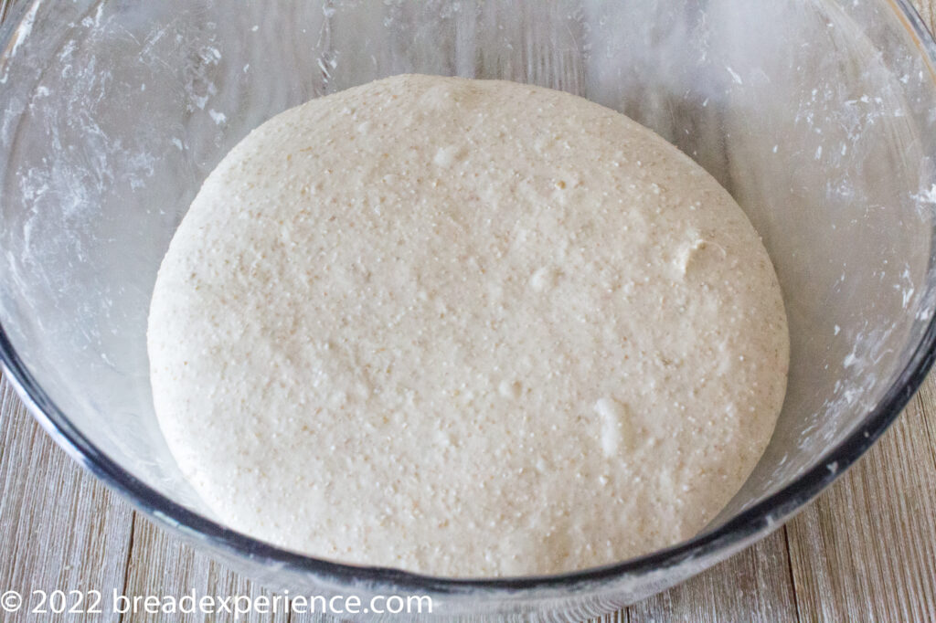 Pan Gallego dough after performing coils in bowl Pan Gallego dough after coil folds, smooth and risen in a glass bowl with visible surface bubbles.