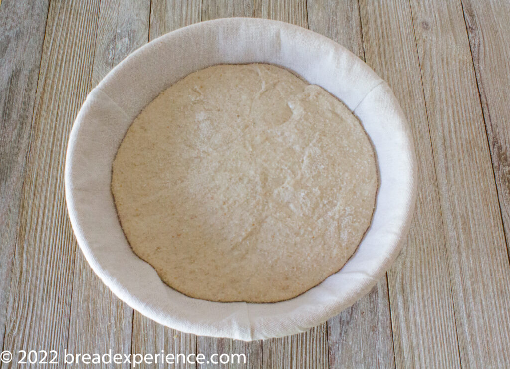 Pan Gallego after cold ferment Pan Gallego dough fully proofed in the banneton, risen to fill the basket evenly.