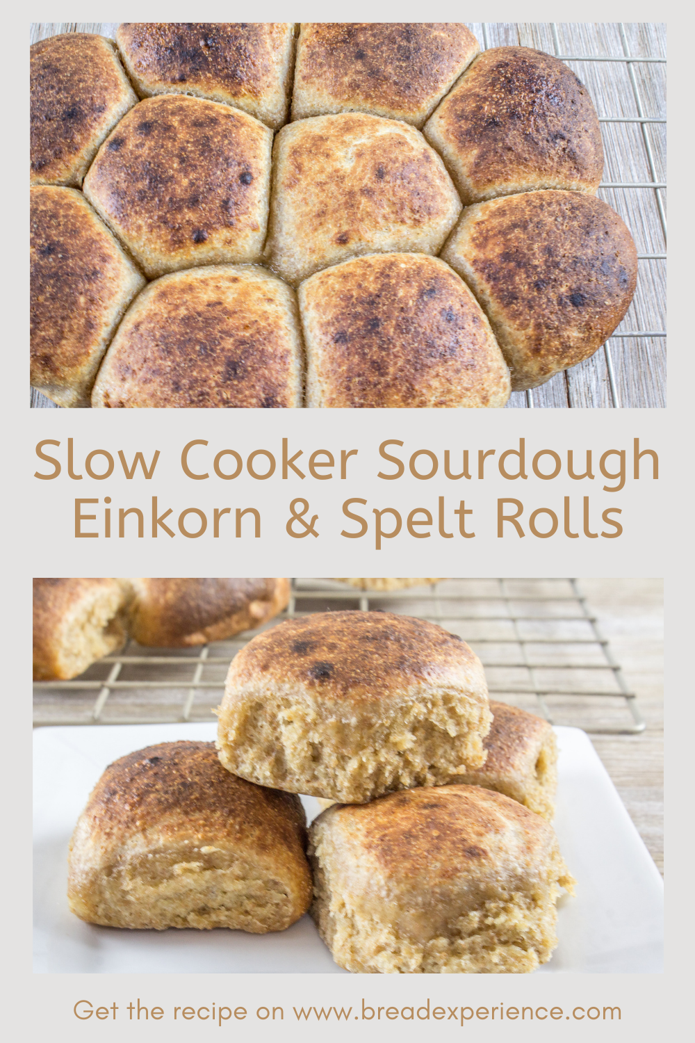 Slow Cooker Sourdough Einkorn & Spelt Rolls