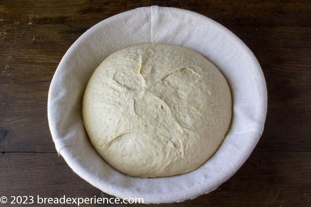 Sourdough Greek Village Bread dough in banneton before cold ferment