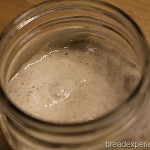 Active apple sourdough starter bubbling in a glass mason jar, viewed from above.