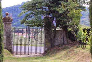 Einkorn in Tuscany