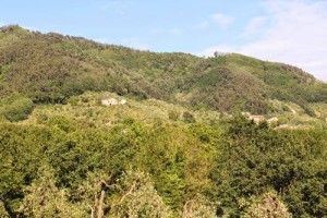 Einkorn in Tuscany