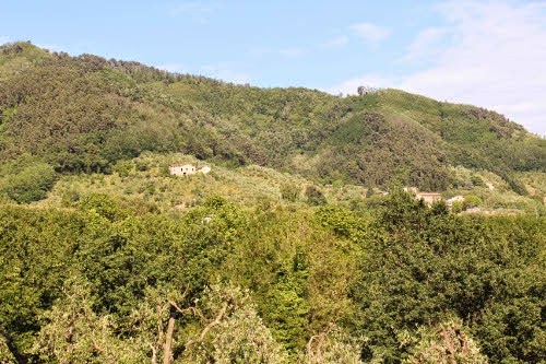 Working with Einkorn Wheat in Tuscany