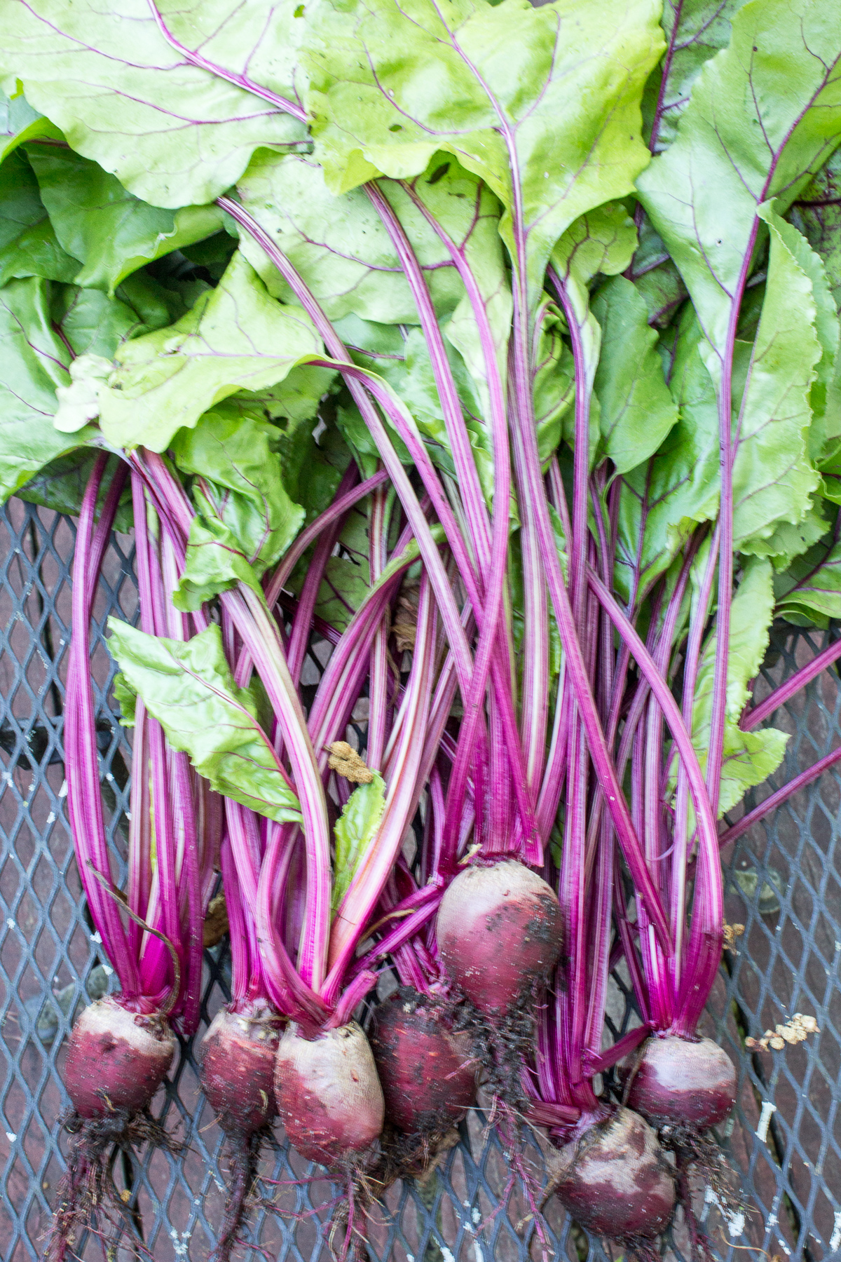 Red beets grown in hoop house