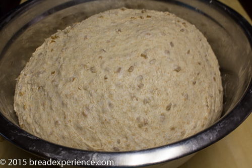 Cracked wheat bread dough doubled in size after the first rise, filling a metal bowl.
