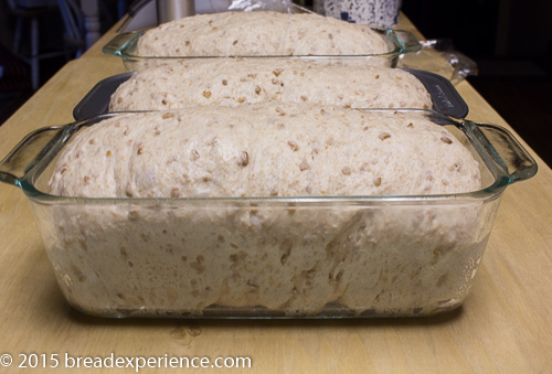 Three loaves proofed and risen just above the rims of their pans, ready for the oven.
