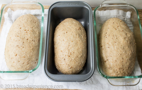 Three shaped loaves placed in glass and metal loaf pans, lined up before the final proof.