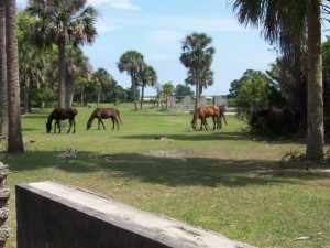 cumberland-island 020