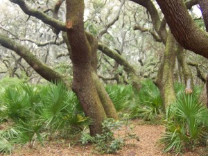 cumberland-island 042