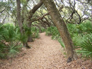 cumberland-island 053