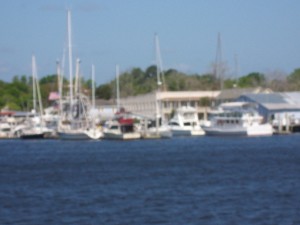 cumberland-island 071