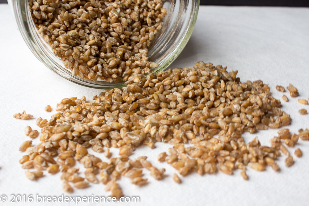 Sprouted then dried Einkorn grains