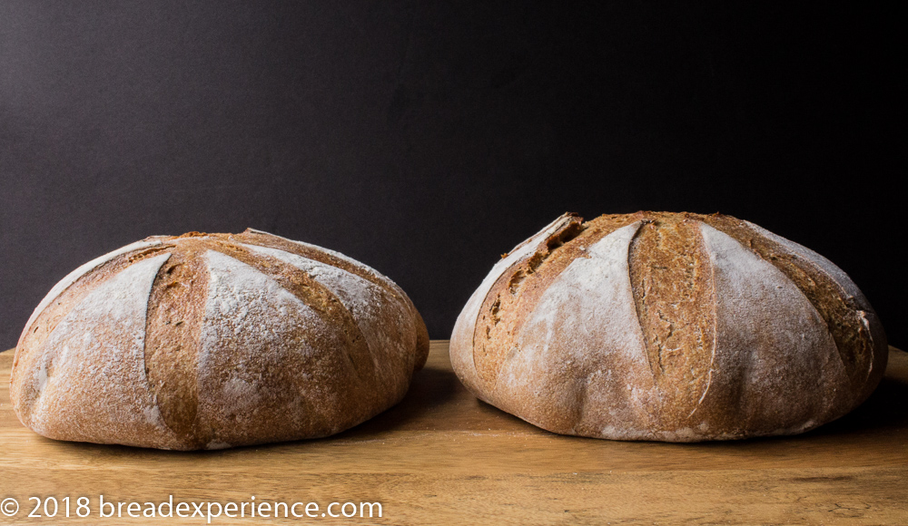 Dutch Oven Italian Rosemary Loaves 