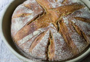 Weeknight Semolina Bread baked in a cloche - Bread Experience, Recipe