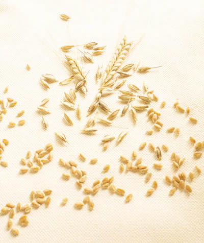 Ancient Grain Einkorn Seed Heads and Grains