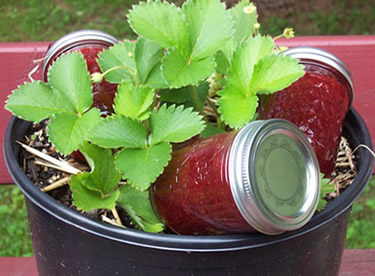 Strawberry Jam in Jars