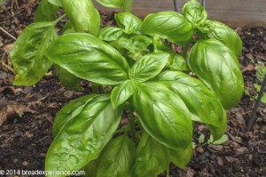 fresh-basil-1-3