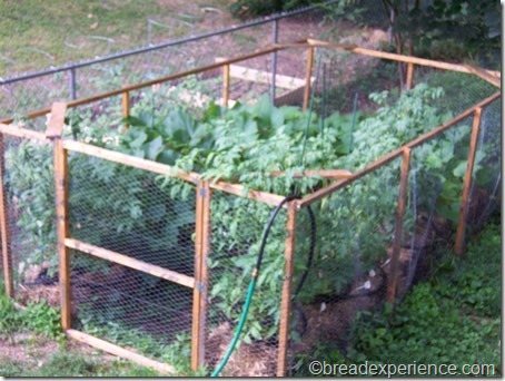 straw bale garden