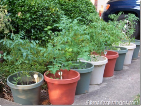 tomatoes in pots