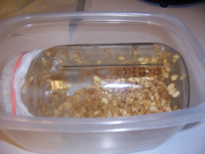 wheat kernels sprouting in jar