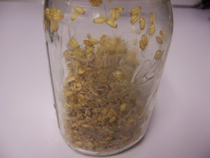sprouted wheat in a jar