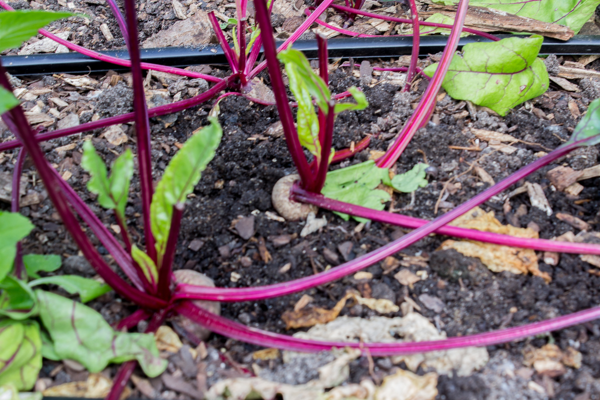 red beets growing in the hoop house