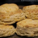 Kamut cheddar biscuits with golden tops and flecks of cheese, arranged close together on a dark surface.