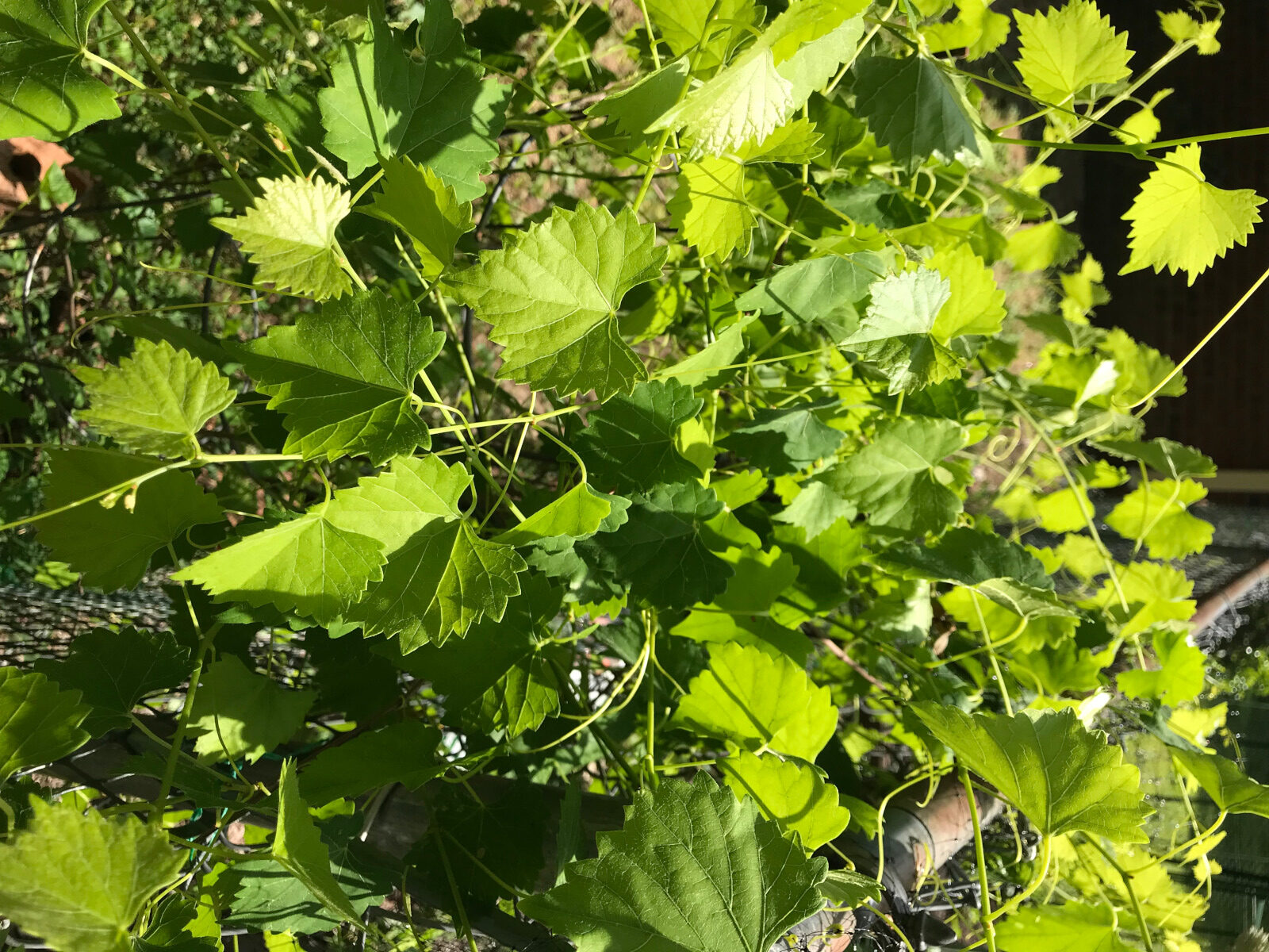 muscadine vine