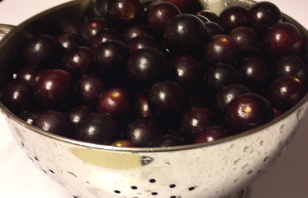 Muscadines