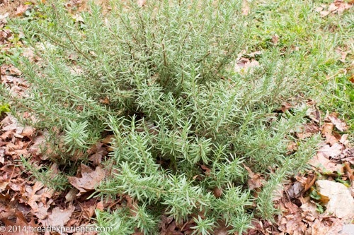 rosemary bush