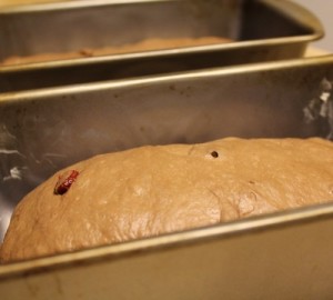 Pane Alla Ciocoolata proofing in pans