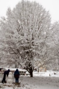 pear-tree-in-snow