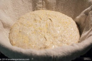 Sourdough Polenta Bread proofing in banneton