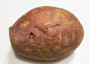 Roasted Purple Skin Sweet Potato