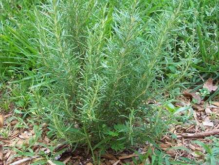 Rosemary Bush