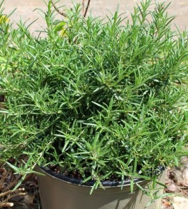 rosemary-plant_104