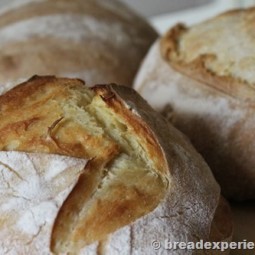 Classic Sourdough Bread for all Seasons