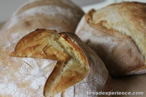 Classic Sourdough Bread for all Seasons