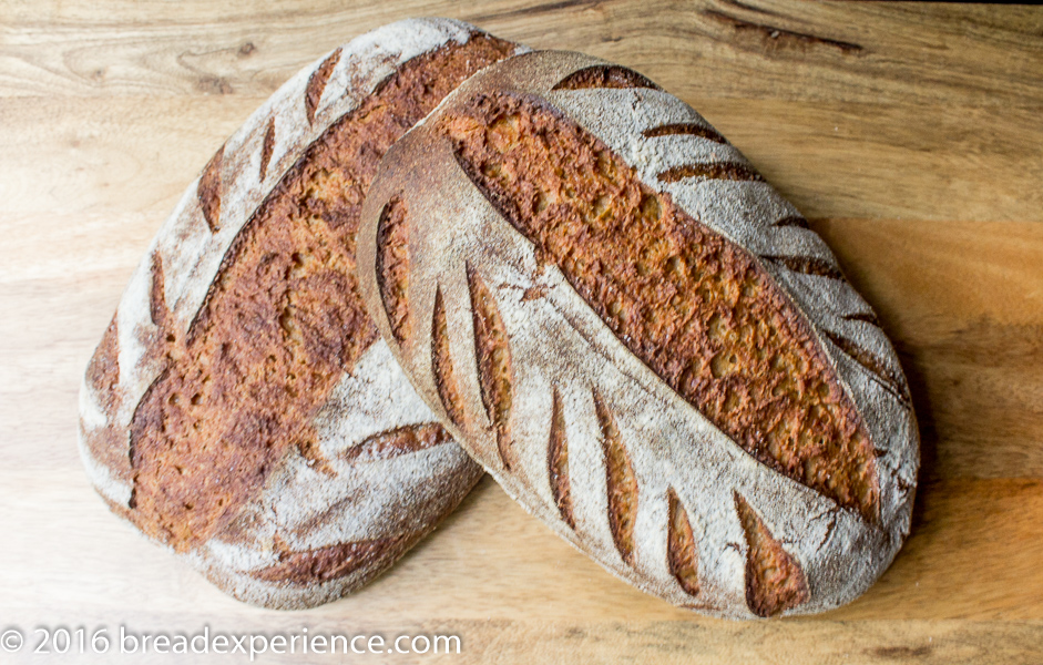 Sourdough Einkorn Loaves made with flour milled from Einkorn.com and Jovial Foods grains.