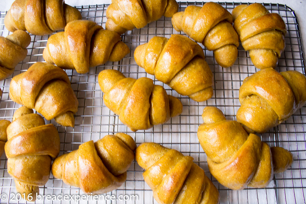 Sourdough Einkorn Pumpkin Crescent Rolls brushed with butter