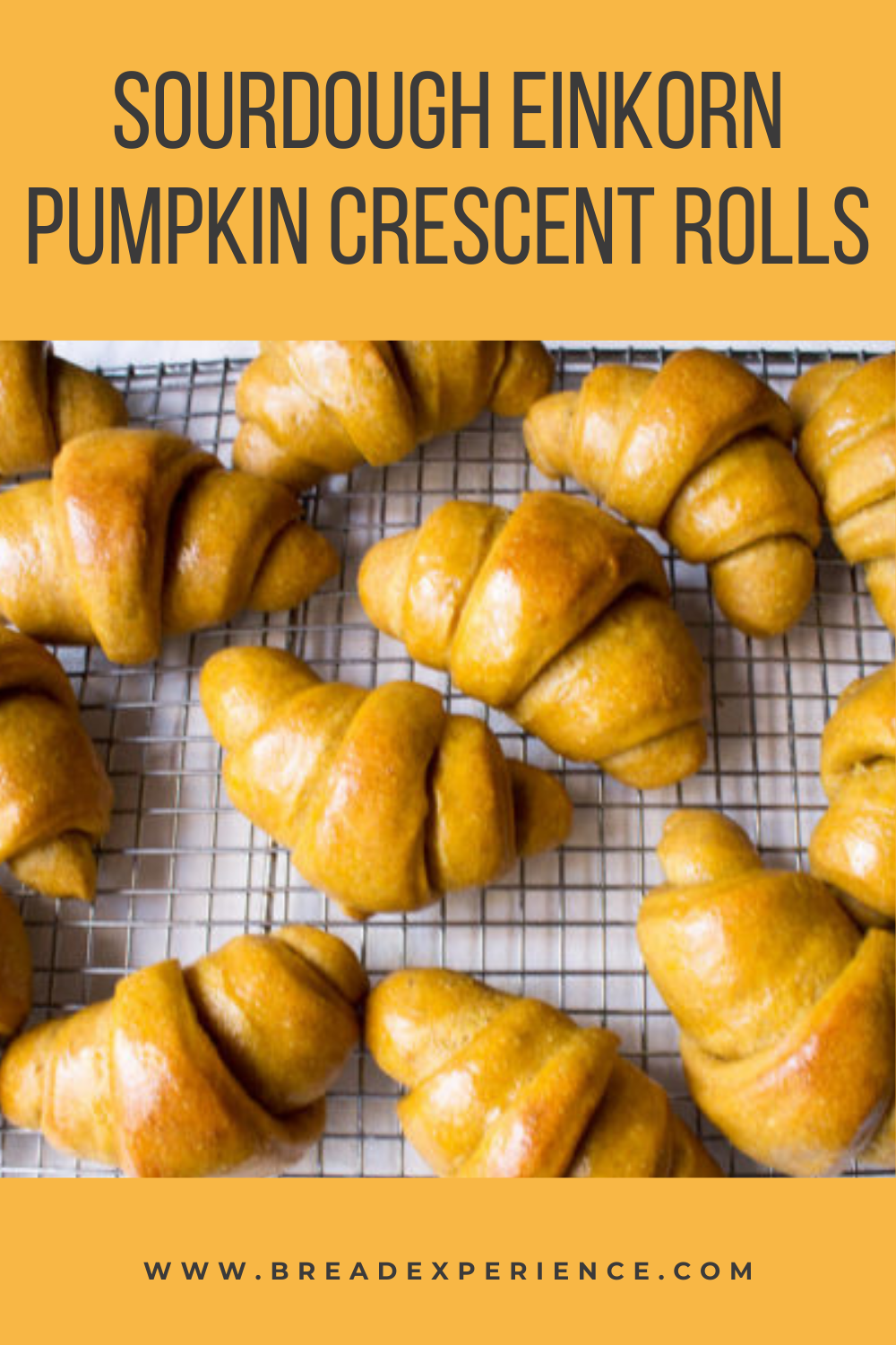 Sourdough Einkorn Pumpkin Crescent Rolls