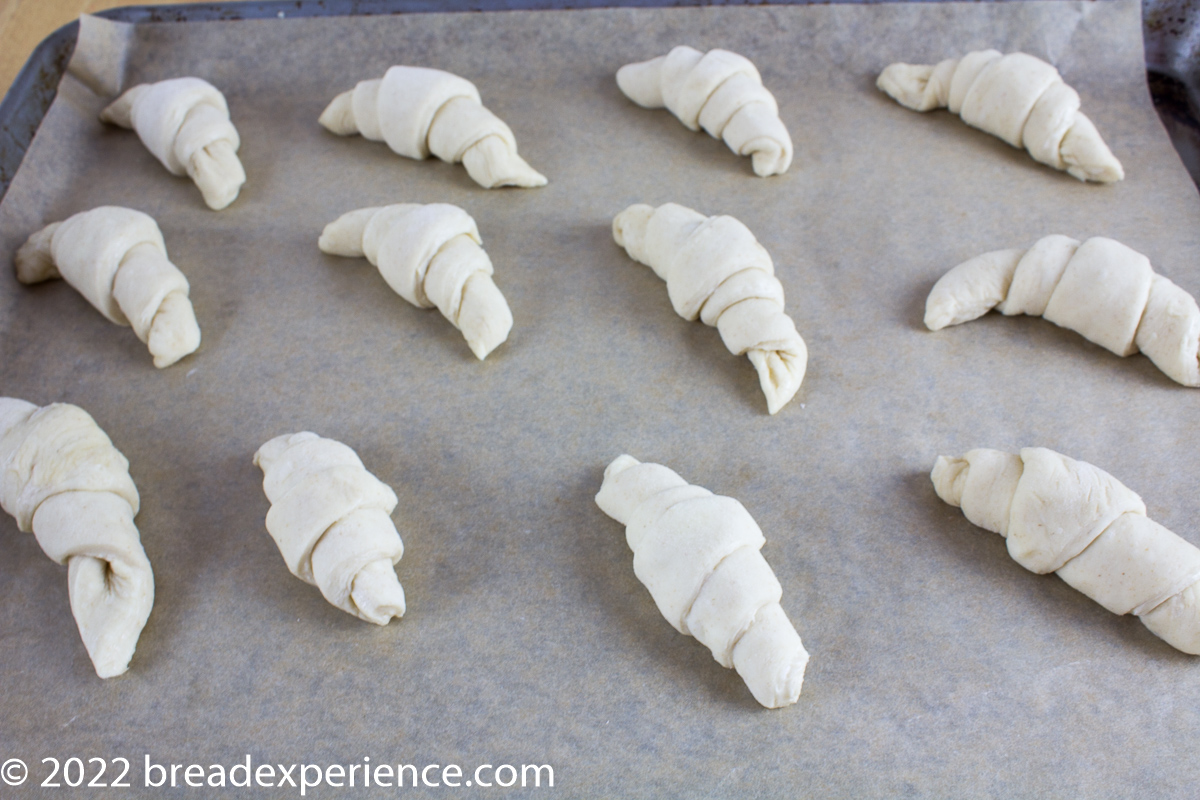 sourdough crescent rolls proofing on baking sheet