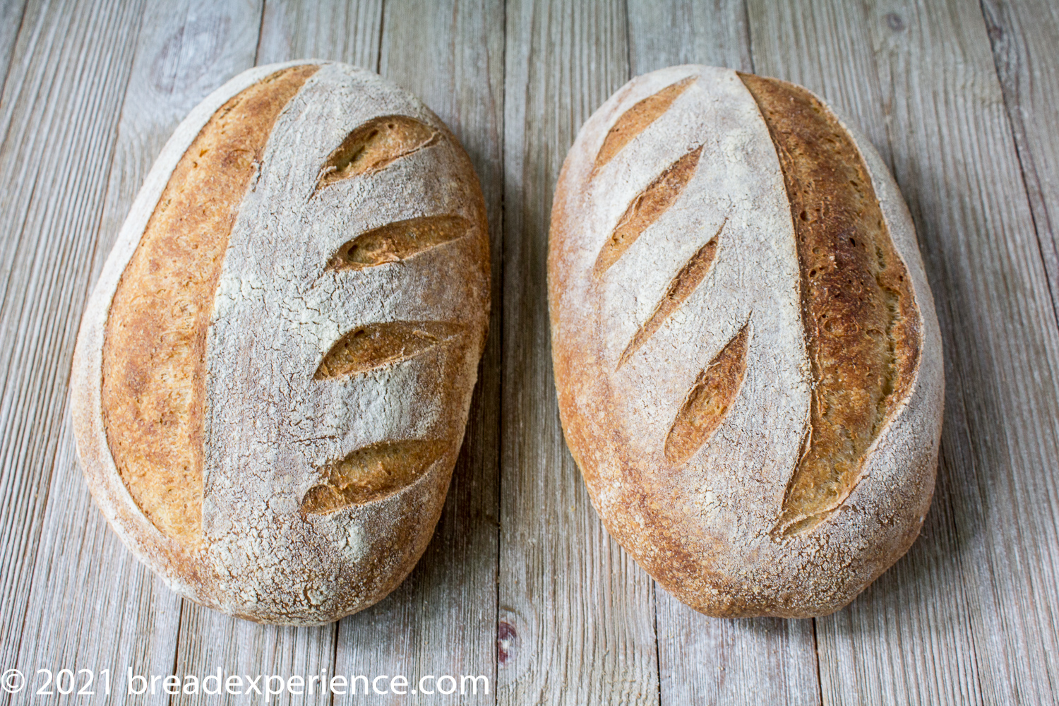 Olive Oil Rosemary Batards with White Winter Wheat